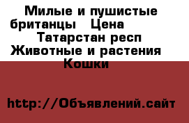Милые и пушистые британцы › Цена ­ 3 000 - Татарстан респ. Животные и растения » Кошки   